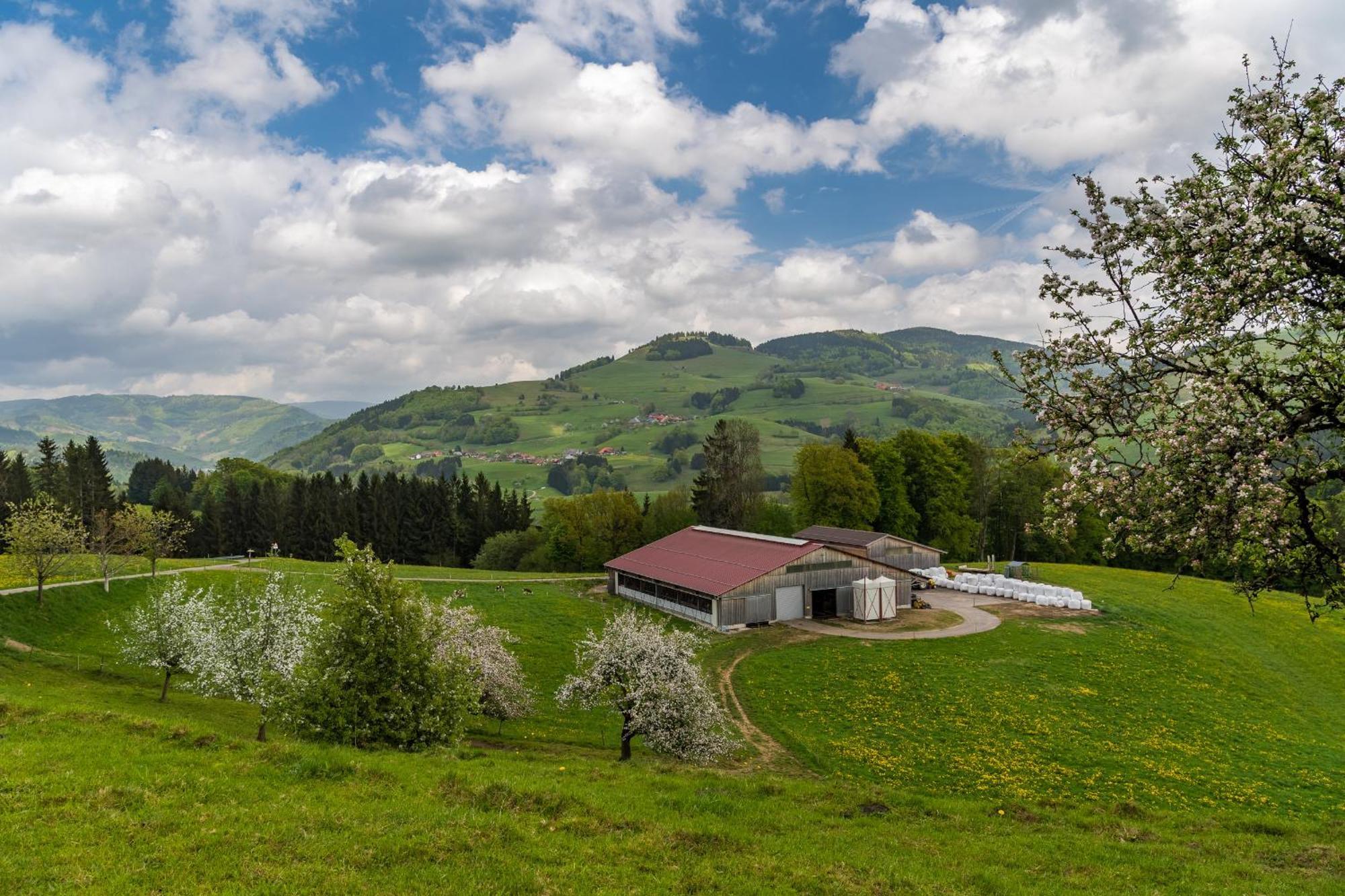 Apartmán Schwarzwaldliebe Frohnd Exteriér fotografie