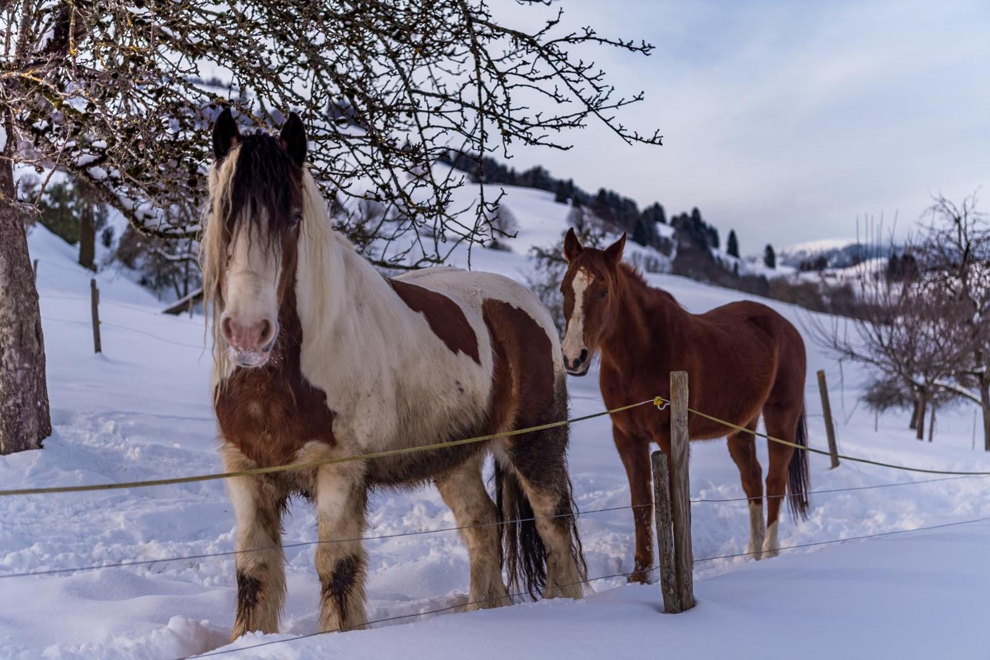 Apartmán Schwarzwaldliebe Frohnd Exteriér fotografie