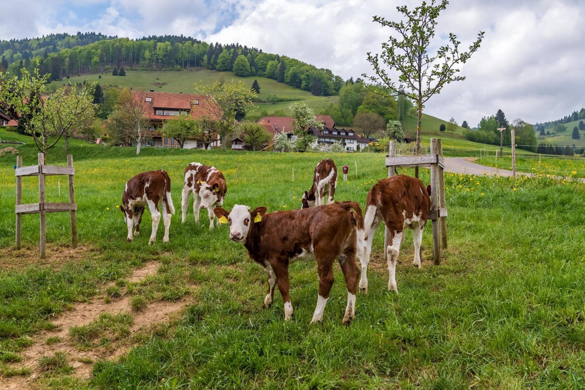 Apartmán Schwarzwaldliebe Frohnd Exteriér fotografie